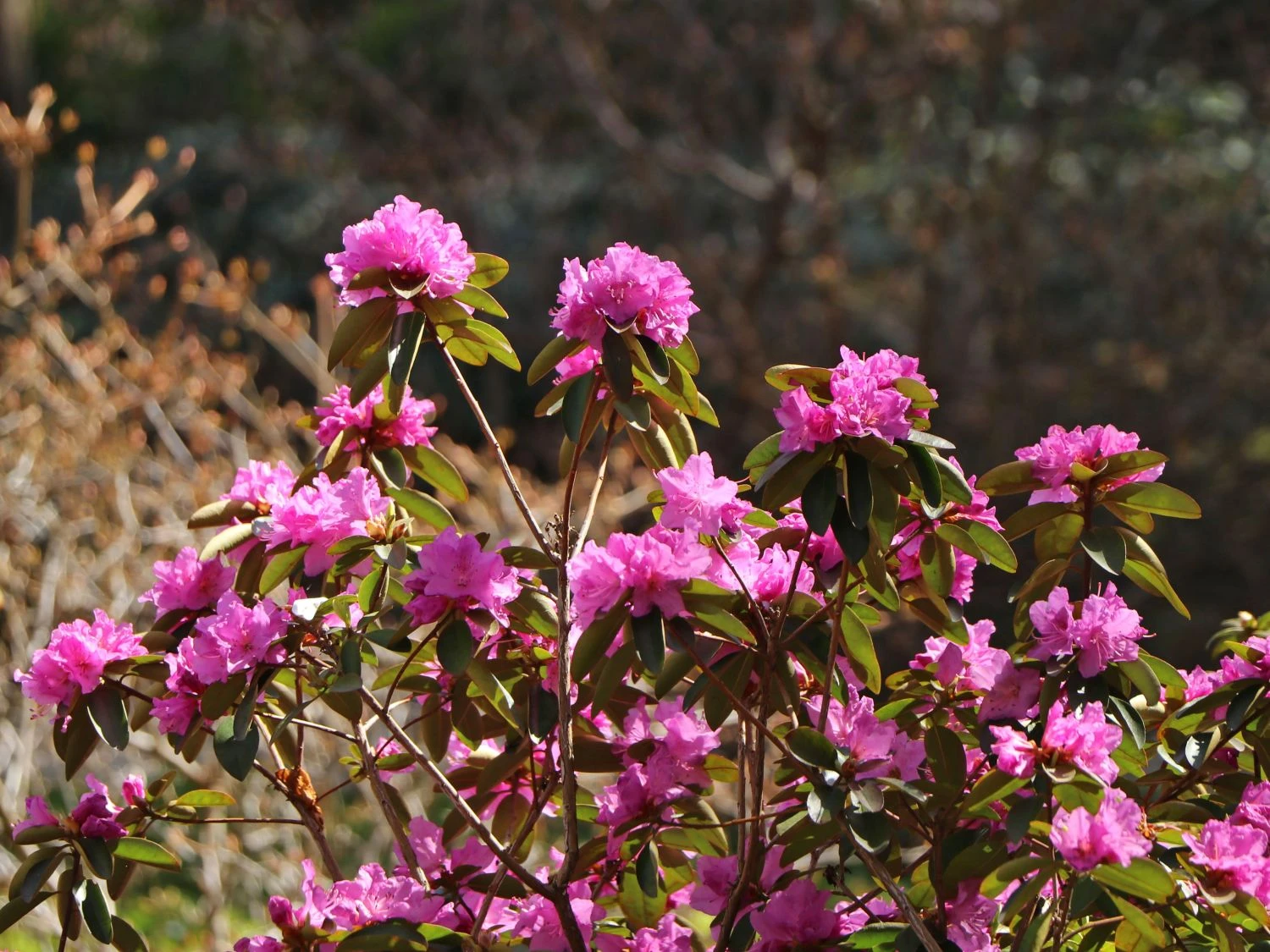 Rhododendron 'P.J.M.Elite' 3 Rhododendron 'P.J.M.Elite'
