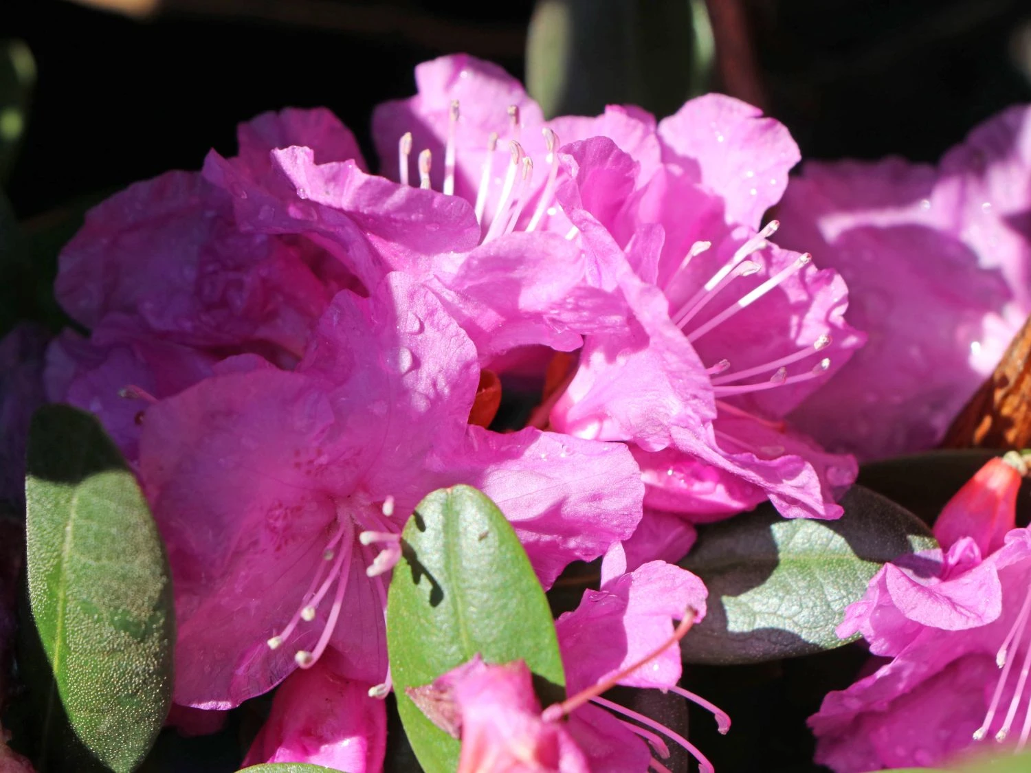 Rhododendron 'P.J.M.Elite' 4 Rhododendron 'P.J.M.Elite' – Bild 2