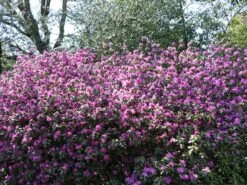 Rhododendron 'P.J.M.Elite' 9 Rhododendron 'P.J.M.Elite' -Günstiges Erd Seele Geschäft rhododendron pjmelite m004060 w 1