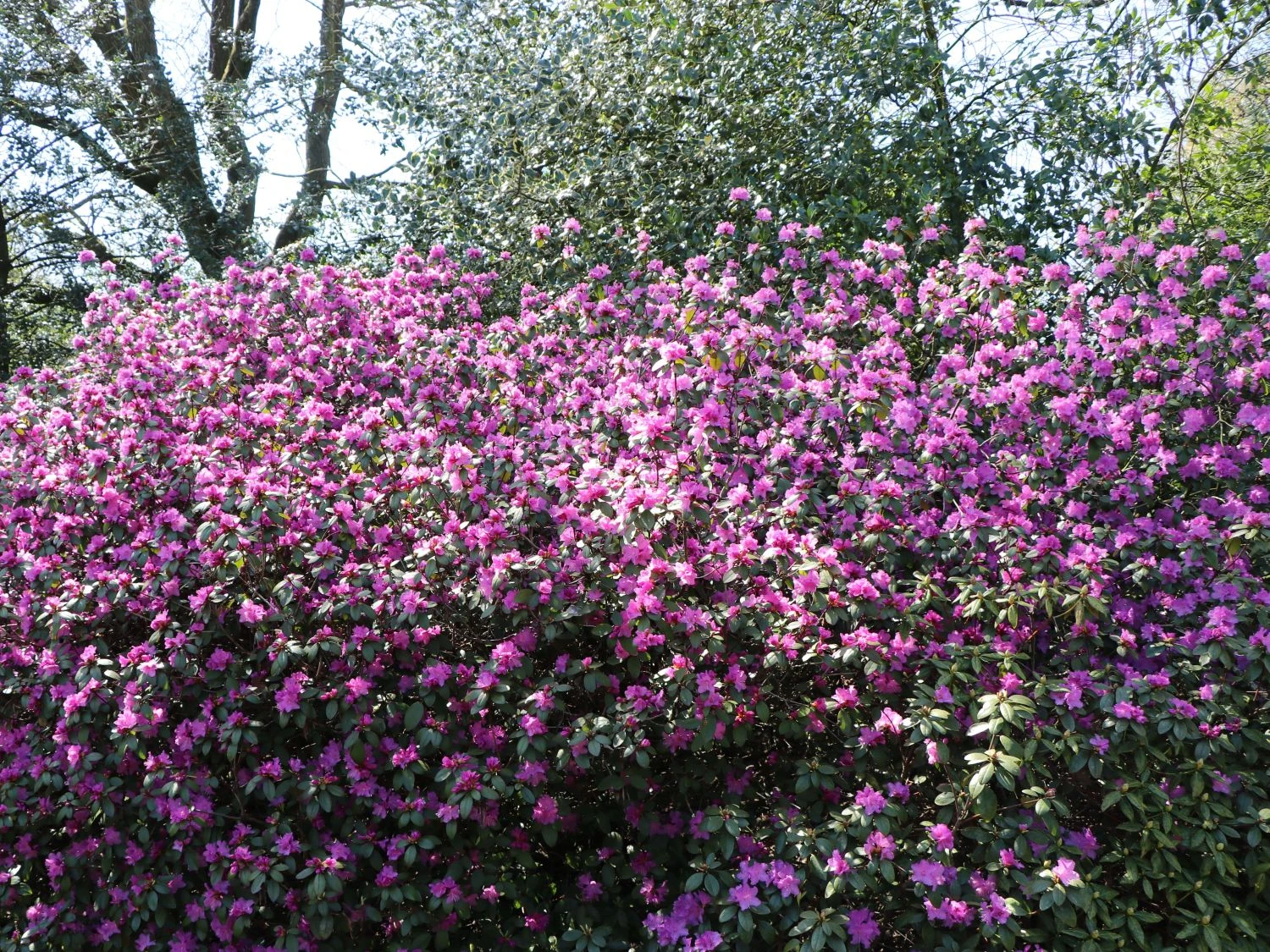 Rhododendron 'P.J.M.Elite' 6 Rhododendron 'P.J.M.Elite' – Bild 4