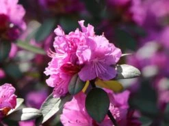 Rhododendron 'P.J.M.Elite' 8 Rhododendron 'P.J.M.Elite' -Günstiges Erd Seele Geschäft rhododendron pjmelite m004060 w 2