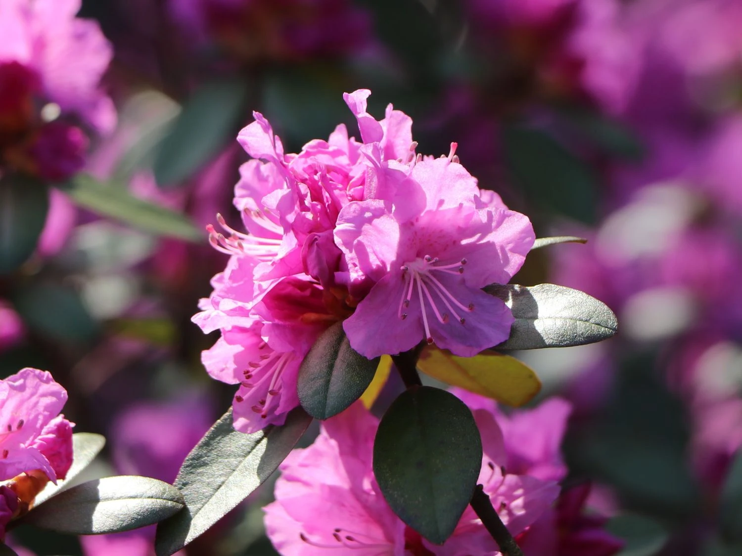 Rhododendron 'P.J.M.Elite' 5 Rhododendron 'P.J.M.Elite' – Bild 3