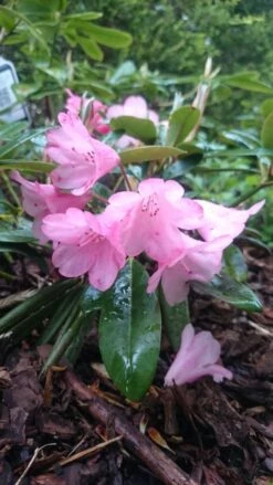 Rhododendron 'Polaris' -Günstiges Erd Seele Geschäft rhododendron polaris m002374 193676 0