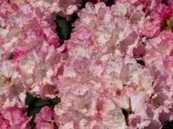 Rhododendron 'Polaris' -Günstiges Erd Seele Geschäft rhododendron polaris m002374 w 0