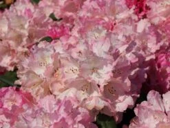 Rhododendron 'Polaris' -Günstiges Erd Seele Geschäft rhododendron polaris m002374 w 2