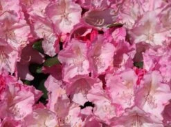 Rhododendron 'Polaris' -Günstiges Erd Seele Geschäft rhododendron polaris m002374 w 3