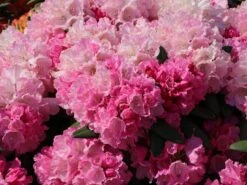 Rhododendron 'Polaris' -Günstiges Erd Seele Geschäft rhododendron polaris m002374 w 4