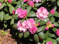 Rhododendron 'Polaris' -Günstiges Erd Seele Geschäft rhododendron polaris m002374 w 7