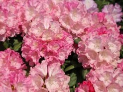 Rhododendron 'Polaris' -Günstiges Erd Seele Geschäft rhododendron polaris m002374 w 8