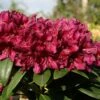Rhododendron 'Polarnacht'