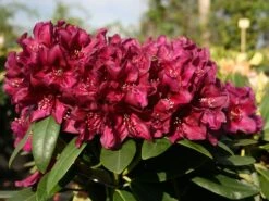 Rhododendron 'Polarnacht'