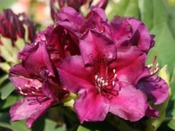 Rhododendron 'Polarnacht' -Günstiges Erd Seele Geschäft rhododendron polarnacht m002342 w 2