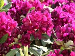 Rhododendron 'Polarnacht' -Günstiges Erd Seele Geschäft rhododendron polarnacht m002342 w 4