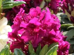 Rhododendron 'Polarnacht' -Günstiges Erd Seele Geschäft rhododendron polarnacht m002342 w 5