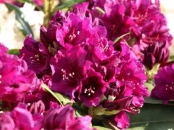 Rhododendron 'Polarnacht' -Günstiges Erd Seele Geschäft rhododendron polarnacht m002342 w 6