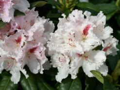 Rhododendron 'Progres'