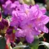 Rhododendron 'Purpureum Grandiflorum' -Günstiges Erd Seele Geschäft rhododendron purpureum grandiflorum m009081 h 0