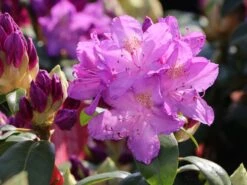 Rhododendron 'Purpureum Grandiflorum'