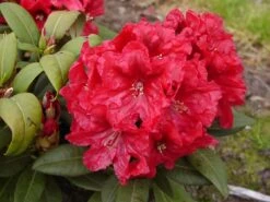Rhododendron 'Rabatz' ® -Günstiges Erd Seele Geschäft rhododendron rabatz m003822 w 1