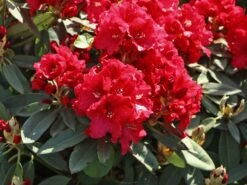 Rhododendron 'Rabatz' ® -Günstiges Erd Seele Geschäft rhododendron rabatz m003822 w 2