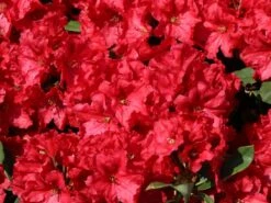 Rhododendron 'Rabatz' ® -Günstiges Erd Seele Geschäft rhododendron rabatz m003822 w 3