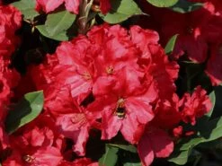 Rhododendron 'Rabatz' ® -Günstiges Erd Seele Geschäft rhododendron rabatz m003822 w 4