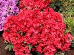 Rhododendron 'Rabatz' ® -Günstiges Erd Seele Geschäft rhododendron rabatz m003822 w 5