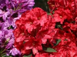 Rhododendron 'Rabatz' ® -Günstiges Erd Seele Geschäft rhododendron rabatz m003822 w 6