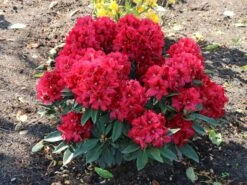 Rhododendron 'Rabatz' ® -Günstiges Erd Seele Geschäft rhododendron rabatz m003822 w 7