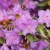 Rhododendron 'Ramapo' -Günstiges Erd Seele Geschäft rhododendron ramapo m004314 h 0