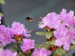 Rhododendron 'Ramapo' -Günstiges Erd Seele Geschäft rhododendron ramapo m004314 w 0