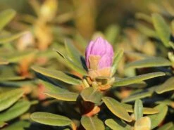 Rhododendron 'Ramapo' -Günstiges Erd Seele Geschäft rhododendron ramapo m004314 w 2