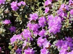 Rhododendron 'Ramapo' -Günstiges Erd Seele Geschäft rhododendron ramapo m004314 w 3