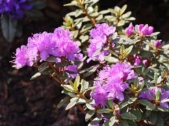 Rhododendron 'Ramapo' -Günstiges Erd Seele Geschäft rhododendron ramapo m004314 w 4