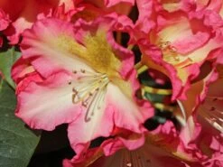 Rhododendron 'Raphaela' -Günstiges Erd Seele Geschäft rhododendron raphaela m096484 w 0