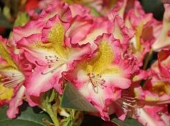 Rhododendron 'Raphaela' -Günstiges Erd Seele Geschäft rhododendron raphaela m096484 w 1