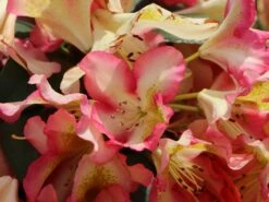 Rhododendron 'Raphaela' -Günstiges Erd Seele Geschäft rhododendron raphaela m096484 w 2