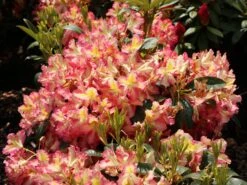 Rhododendron 'Raphaela' -Günstiges Erd Seele Geschäft rhododendron raphaela m096484 w 3