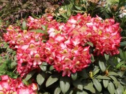 Rhododendron 'Raphaela' -Günstiges Erd Seele Geschäft rhododendron raphaela m096484 w 4