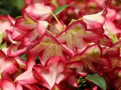 Rhododendron 'Raphaela' -Günstiges Erd Seele Geschäft rhododendron raphaela m096484 w 5