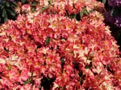 Rhododendron 'Raphaela' -Günstiges Erd Seele Geschäft rhododendron raphaela m096484 w 8