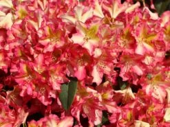 Rhododendron 'Raphaela' -Günstiges Erd Seele Geschäft rhododendron raphaela m096484 w 9