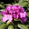 Rhododendron 'Rasputin' 1 Rhododendron 'Rasputin' -Günstiges Erd Seele Geschäft rhododendron rasputin m002346 h 0
