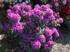 Rhododendron 'Rasputin' -Günstiges Erd Seele Geschäft rhododendron rasputin m002346 w 1