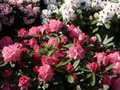 Rhododendron 'Rendezvous'