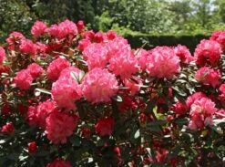 Rhododendron 'Rendezvous' -Günstiges Erd Seele Geschäft rhododendron rendezvous m004006 w 1