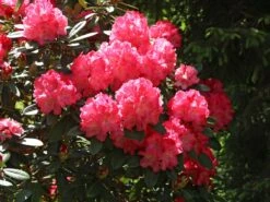 Rhododendron 'Rendezvous' -Günstiges Erd Seele Geschäft rhododendron rendezvous m004006 w 2