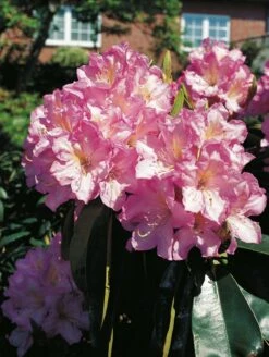 Rhododendron 'Rosé Duft' -Günstiges Erd Seele Geschäft rhododendron ros duft m003880 w 0