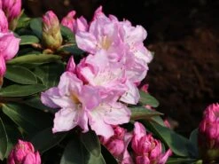 Rhododendron 'Rosé Duft' -Günstiges Erd Seele Geschäft rhododendron ros duft m003880 w 2
