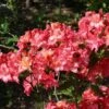 Rhododendron 'Rosennköpfchen' -Günstiges Erd Seele Geschäft rhododendron rosennkoepfchen m096850 h 0